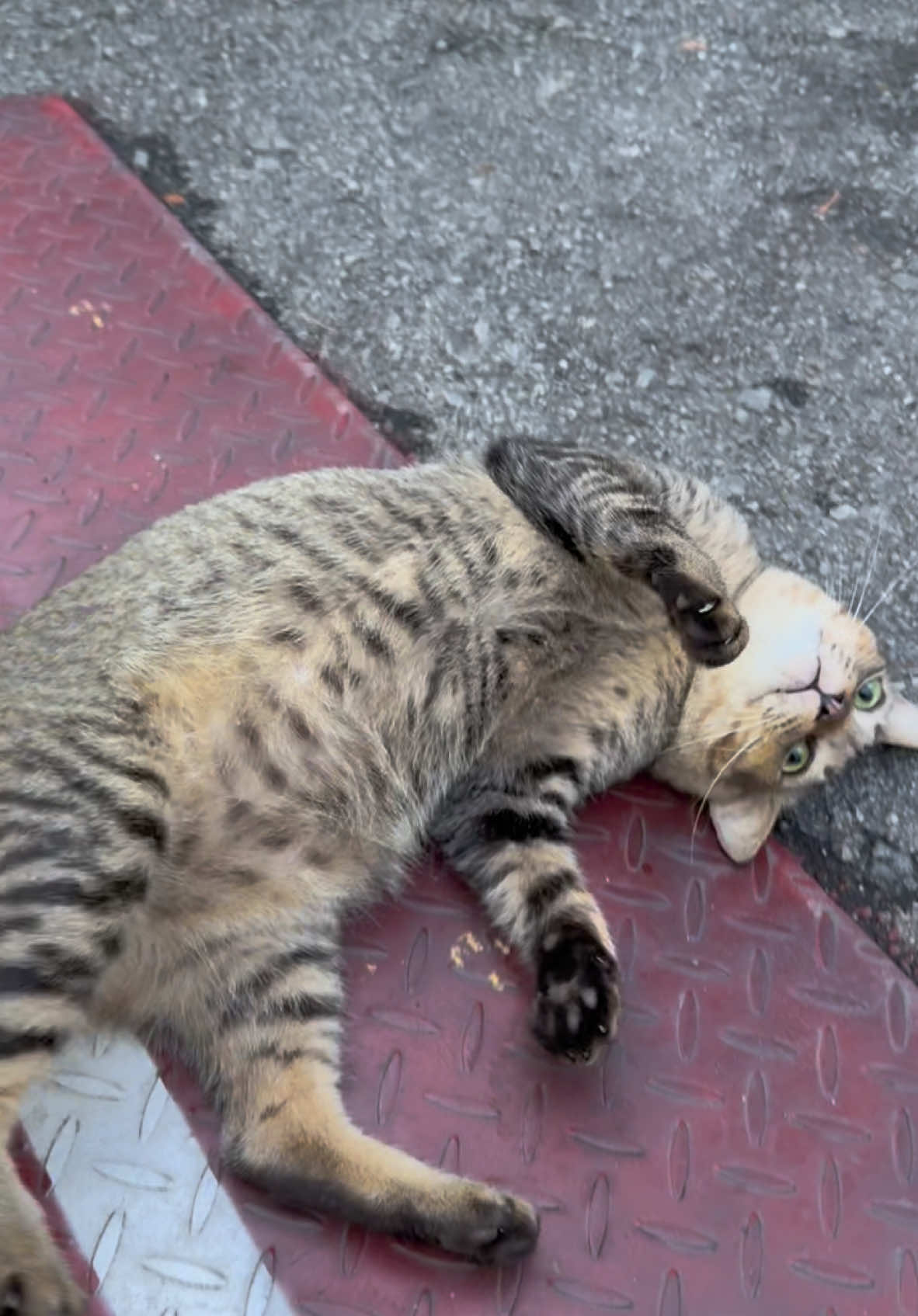 Nasib kau kucing orang je kalau tak dah lama aku bungkus bawa balik 😤