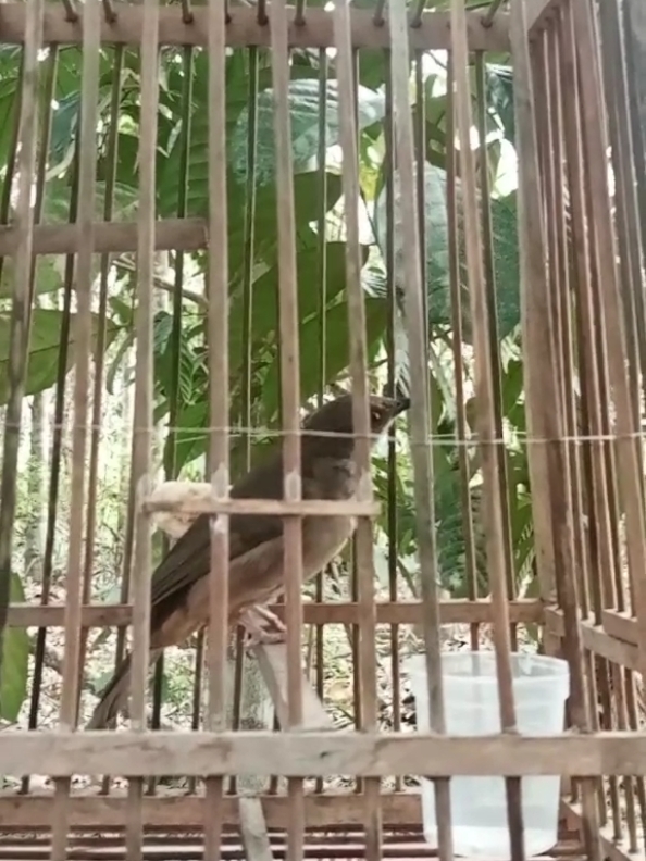 นกตาแดงเด็กใหม่อยู่ในบ้านไม่ร้องสักคำเข้าป่าปุ๊บ