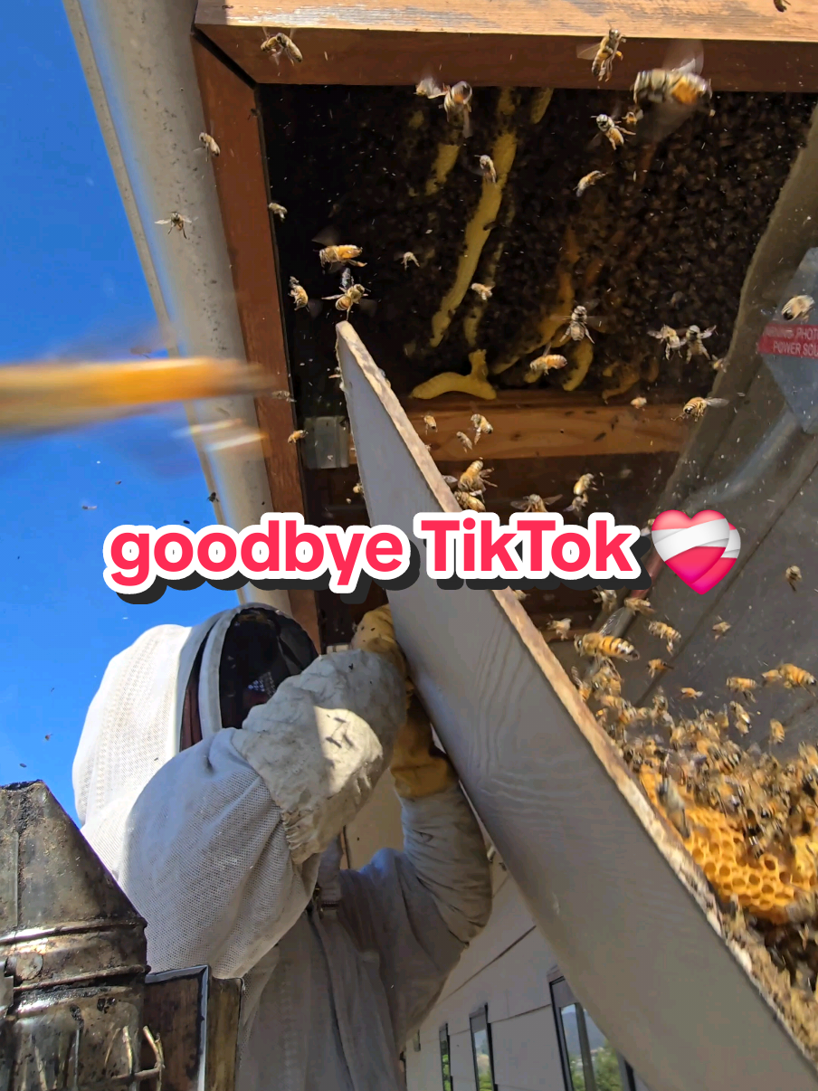 You guys changed our lives ❤️ Thank you for following our bee adventures all these years and helping us save the bees 🐝 We hope to see you on our other platforms and we'll be on some newer ones too 🫶  #tiktokban #goodbye 