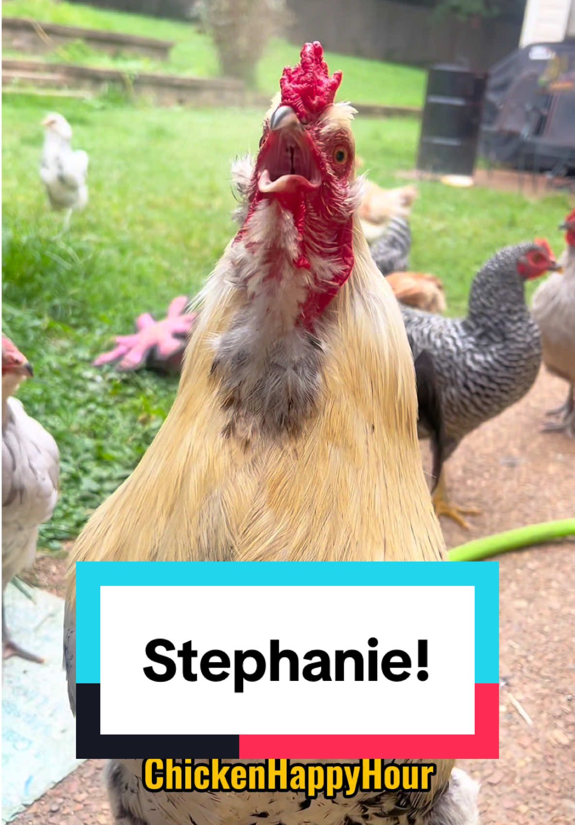 Frankie calls you #stephanie #stefanie #stephany #stef #rooster #chicken #memestiktok #funny #chickenhappyhour  