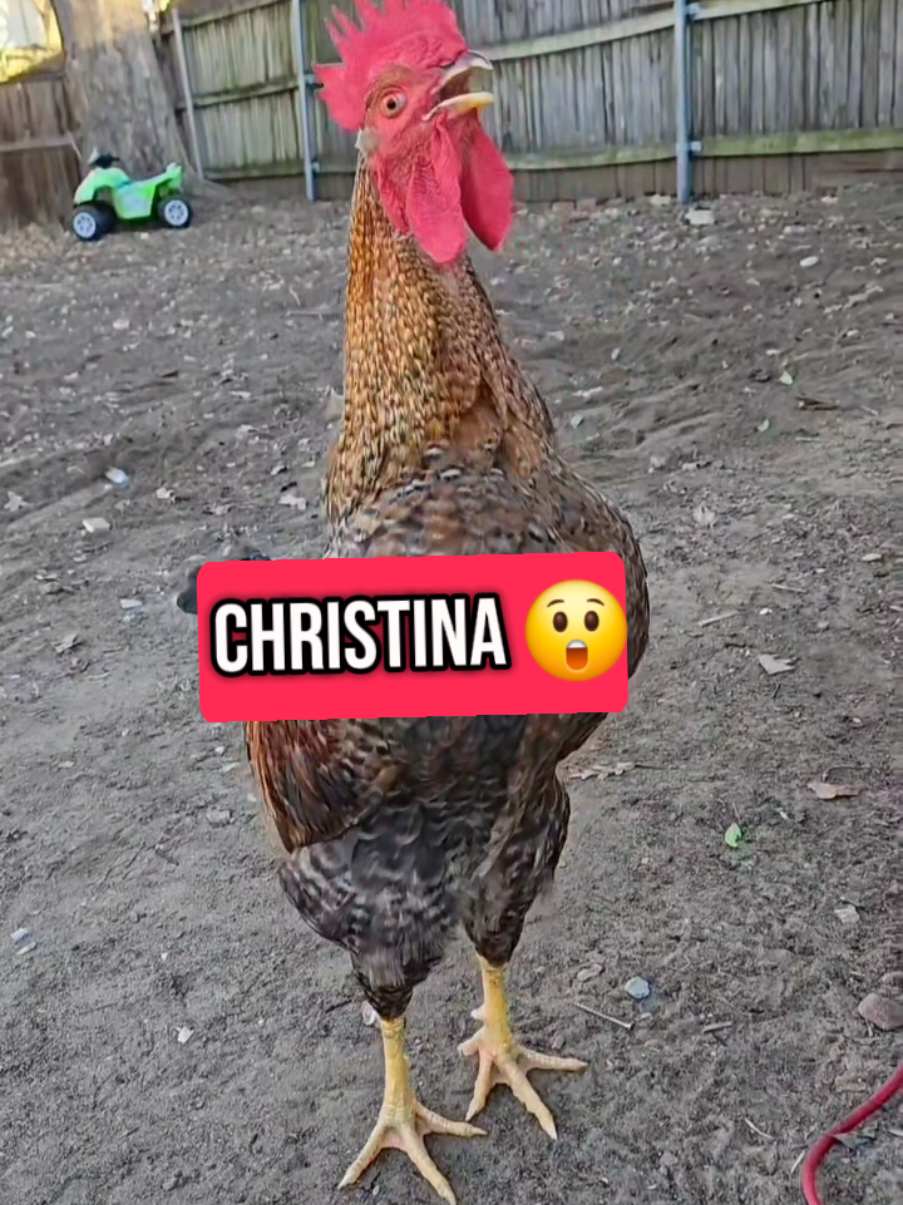 SPRIN CALLING CRISTINA ◇😲 LLAMANDO A CRISTINA 😱😊 #kristina #christina #cristina #tina #cris #kris #chris #rooster #chicken #chickens #chickensoftiktok #chickenhappyhour #lavaqueritatx #lachicapoderosa💞 #funnyanimals #cute #fyp #fypシ #foryoupage #memestiktok #memesdaily #🤣🤣🤣 #jajaja #humor #humortiktok @katerine 