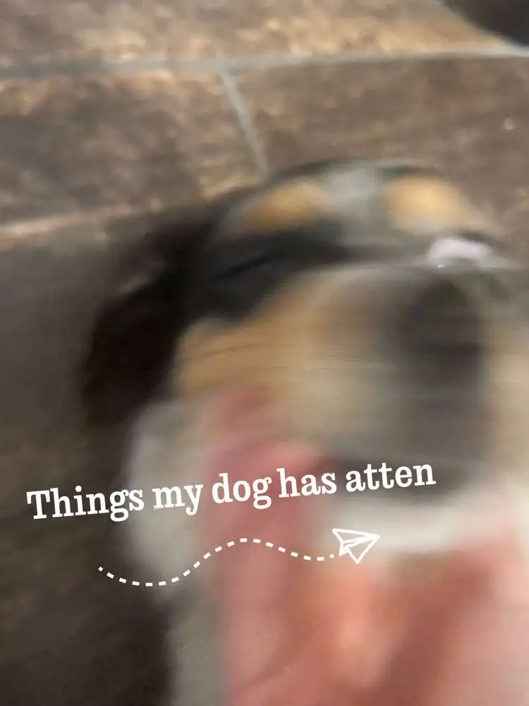 This is horrifying bro #dogsofttiktok #viral #fyp #fypシ #dog #funny #funnyanimal #foodtiktok 