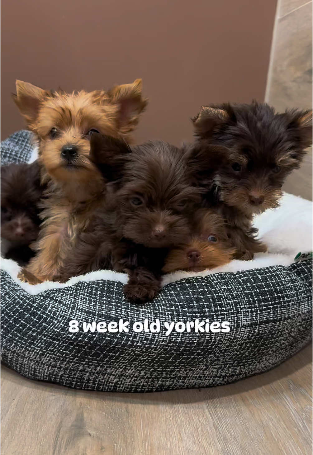 8 week old yorkies #grow #organic #style #shorts #memory #partiyorkie #chocolate 