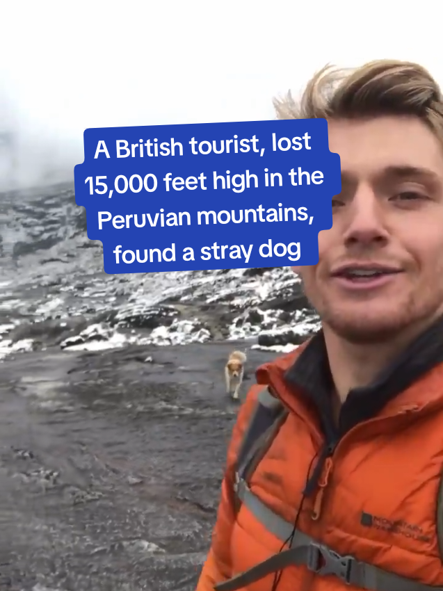 A #British #tourist lost 15,000 feet high in the Peruvian mountains, found a stray #dog ​​that 