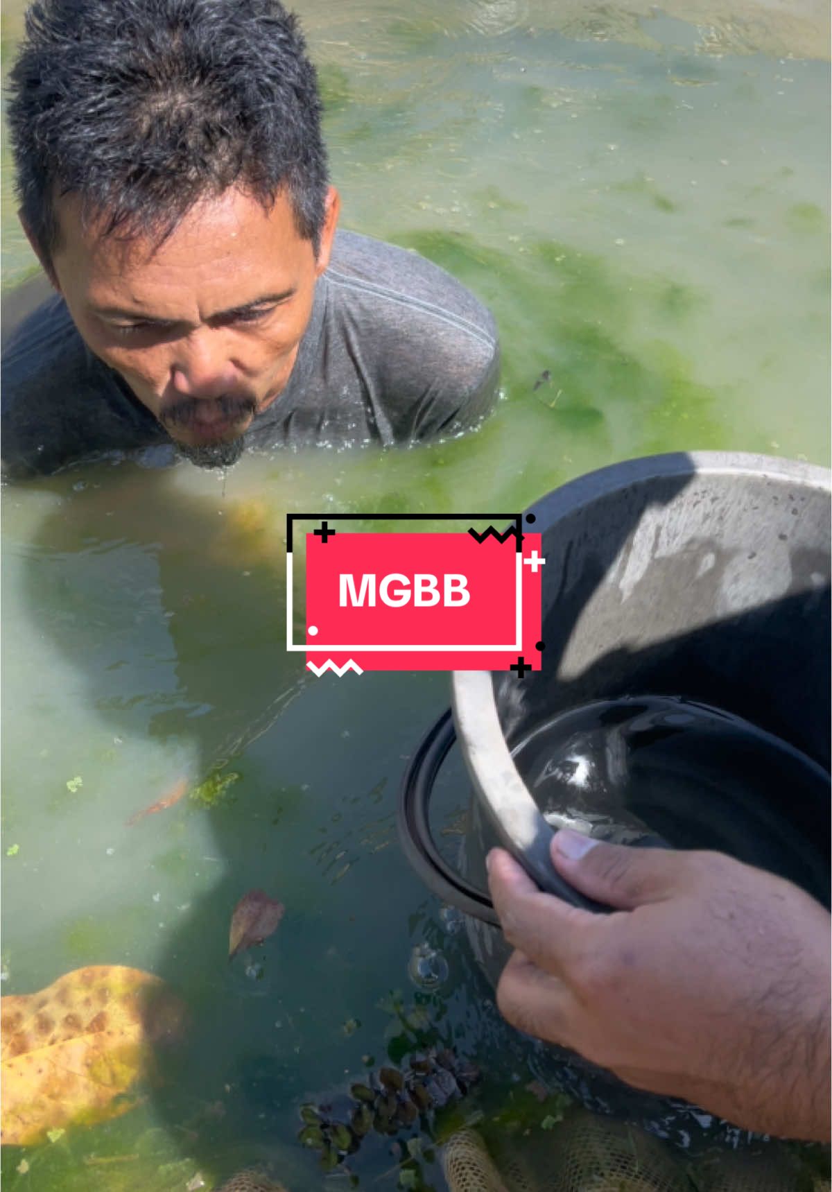 Semoga membesar anak anak #fyp #fypシ゚ #arowana #arowanafish #fishlover #malaysia #indonesia #thailand 