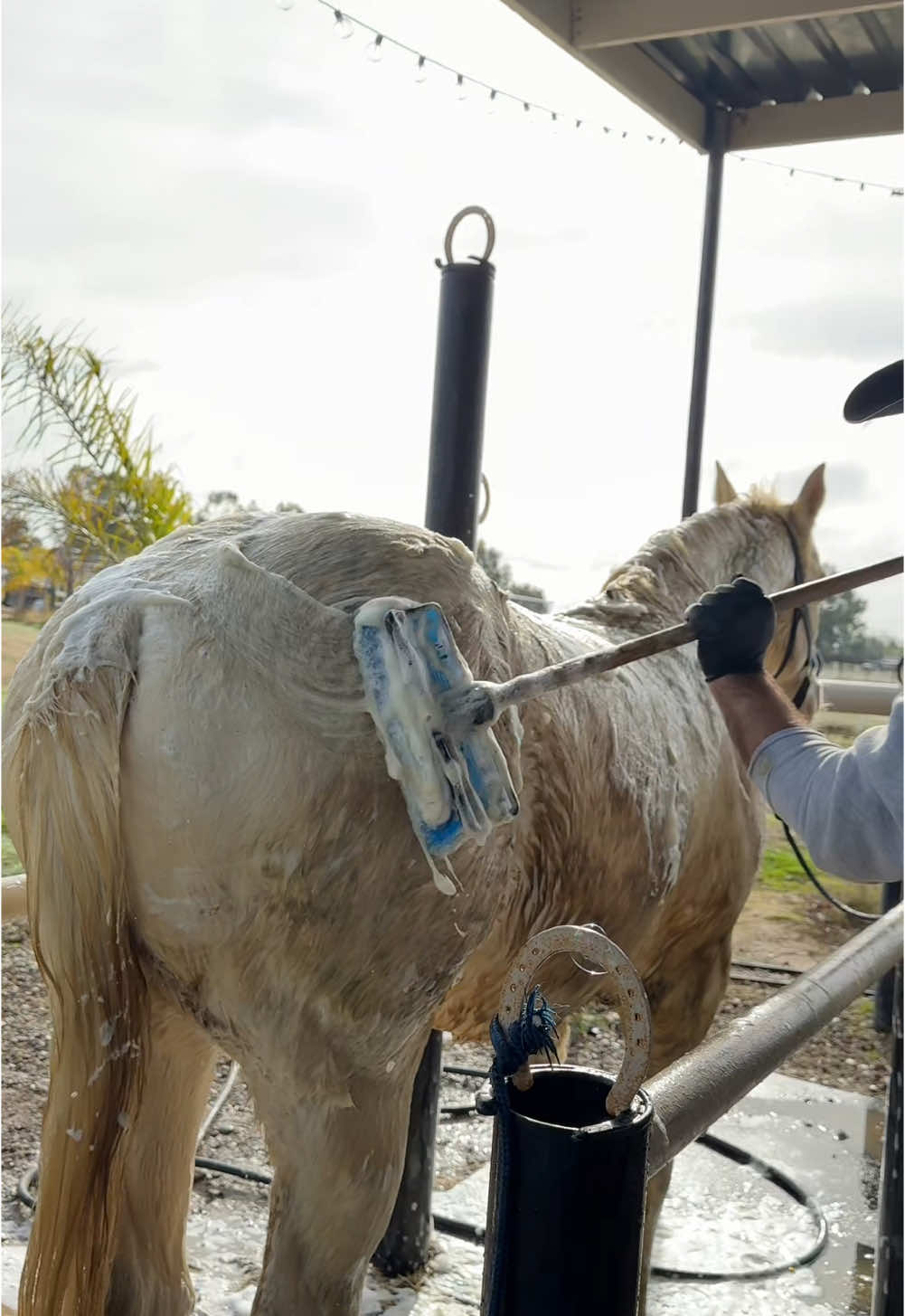 Una Buenaaa Bañadotaaa al Kiloooo que trai como 100 kilos de lodo 😬😬🐴🚿🧼💦 #asmrsounds #asmr #asmrvideo #asmrtiktoks #ranchlife #shower #rain #caballo #chefanivar