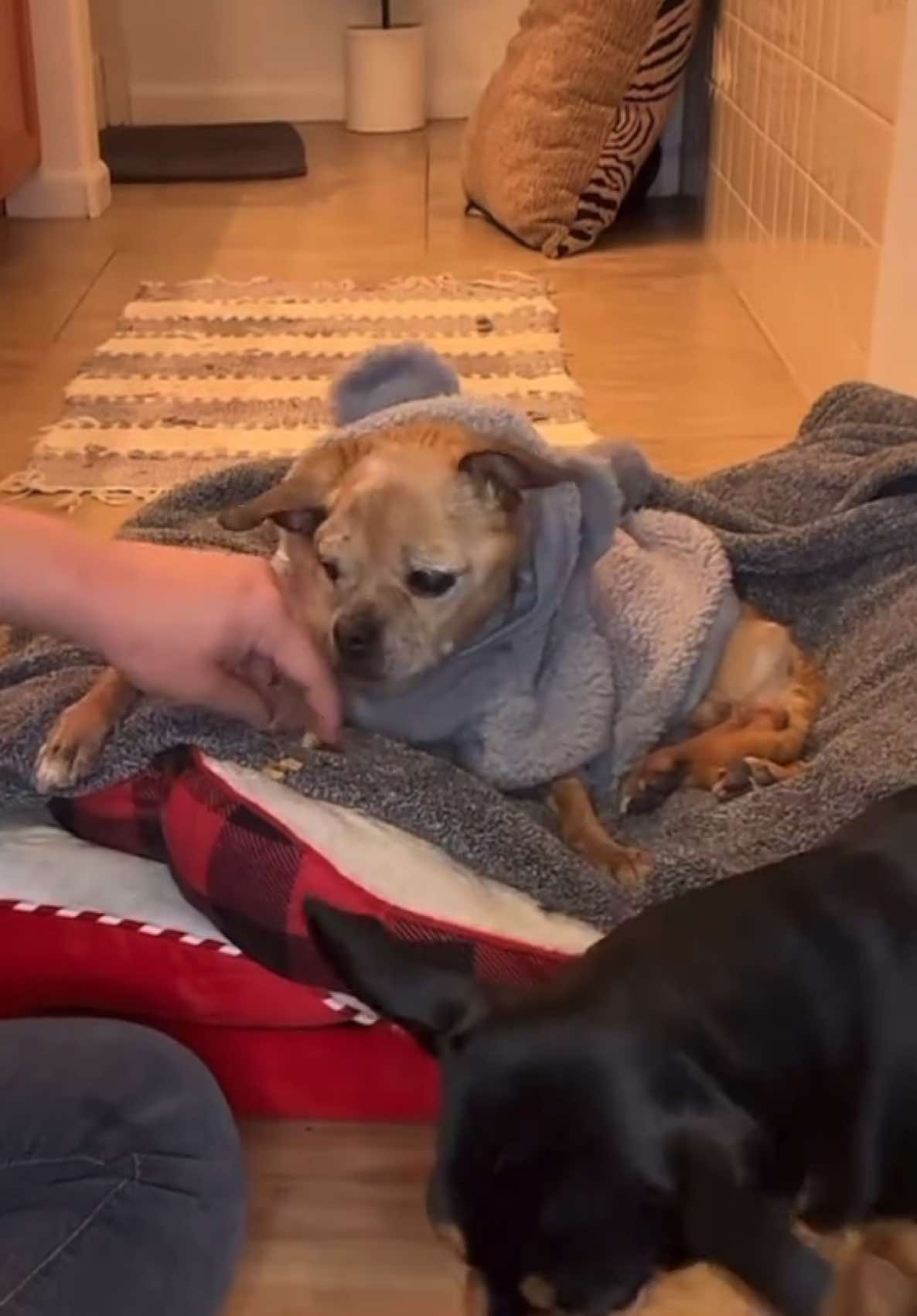 Little Miss will get her warm baths regardless if TikTok gets banned or not. I promise to always take care of Little Miss💛🐾.                                       If you want to see our story continue, We are moving to YouTube, Link in Bio! #littlemiss #watertherapy #disableddog #olddog #childhooddog #bestfriendsforeverandbeyond #souldog #dogs #dogsoftiktok #dog #goodbyetiktok 