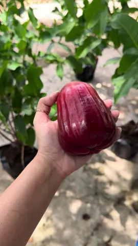 Mận Hồng MST chiếc từ cây mẹ ra nuôi lên nhà cả nhà . #CapCut #🤣🤣🤣 #xuhuongtiktok #vinhlong #hienonha #hienonha #bentre71🌴🥥 #tiengiang #đongthap #đongnai #fyb #đongthap 