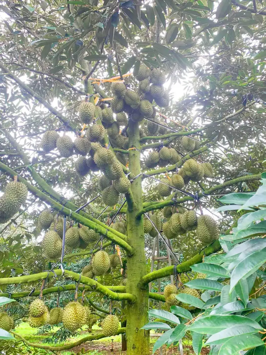 KỸ THUẬT XỬ LÝ SẦU RIÊNG ĐI ĐỌT GIÚP TRÒN TRÁI XANH GAI Đối với cây sầu riêng, từ lúc cây đậu trái đến khi trái được 35 – 45 ngày. Xảy ra trường hợp cây đi đọt thì cần có hướng xử lý ngay. Nếu không xử lý kịp thời, nhiều khả năng trái sẽ bị méo, giật hộc. Làm ảnh hưởng đến chất lượng trái. Từ đó, ảnh hưởng đến giá trị thương phẩm của quả sầu riêng. Vậy để cây đậu quả tốt, tròn trái, xanh gai. Bà con cần khắc phục tình trạng cây đi đọt khi đang mang trái. 1. Tại sao sầu riêng đi đọt Có nhiều nguyên nhân dẫn đến cây sầu riêng đi đọt khi đang mang trái cụ thể như: Do mưa nhiều khiến cây kích đọt, rễ mạnh. Ngoài ra, còn do dinh dưỡng không cân đối, trong đó việc dư thừa đạm cũng làm cho cây đi đọt. Việc sử dụng chất kích thích cũng làm cây ra rễ, đi đọt mạnh. Do cây quá khỏe nhưng lượng trái quá ít. Do việc chặn đọt trễ hoặc không hiệu quả cũng là nguyên nhân làm cây đi đọt khi đang mang trái. 2. Hậu quả sầu riêng đi đọt trong giai đoạn đậu trái non - Làm cho trái non rụng hàng loạt: Khi cây sầu riêng bắt đầu ra hoa và đậu quả. Cây sẽ chuyển từ giai đoạn sinh trưởng sang giai đoạn sinh dưỡng. Lúc này cây bắt đầu tập trung dinh dưỡng nuôi trái. Nếu trong giai đoạn này cây ra đọt và lá mạnh. Cây sẽ chia bớt dinh dưỡng lên bộ lá non, trái không đủ dinh dưỡng sẽ bị rụng hàng loạt. - Méo trái, teo trái (Giật hộc): Khi cây chia sẽ dinh dưỡng cho đọt non, những trái không bị rụng sẽ bị méo trái, teo trái. Làm giảm độ thẩm mỹ của trái và vì thế giá thành cũng giảm. - Trái “heo”: Trái “heo” tức là những trái có kích cỡ quá khổ so với tiêu chí hàng loại một. Khi trái quá khổ, vỏ trái dày, cơm dày và nhiều xơ nên độ béo của trái cũng giảm. Từ đó, giá cả thấp và việc tiêu thụ cũng khó khăn hơn. Tình trạng trái “heo” là do khi cây đi đọt, trái non bị rụng nhiều. Số lượng trái quá ít so với khả năng nuôi trái của cây. Từ đó dinh dưỡng được dồn vào những trái còn lại làm cho trái có kích thước quá lớn. 3. Kỹ thuật tránh cây đi đọt non – Bà con cần sử dụng cân đối hàm lượng giữa đạm, lân, kali cùng trung vi lượng để cây phát triển đều. – Bà con cũng không nên sử dụng quá nhiều đạm vào lúc mưa cũng như khi trái còn quá nhỏ. – Ngoài ra, bà con cũng cần chặn đọt kịp thời khi lá còn ở dạng mầm. – Sử dụng NPK với Kali và Lân cao để ngăn mầm đâm chồi. – Bà con lưu ý không sử dụng kích ra rễ, đọt giai đoạn này. – Việc giữ lại lượng trái phù hợp trên cây là rất quan trọng. Bằng cách này sẽ ngăn cây sinh trưởng quá mạnh, đồng thời tránh tình trạng trái quá khổ. 4. Biện pháp tối ưu giúp chặn đọt, dìu đọt hợp lý - Bón phân rải gốc: Từ giai đoạn trái trứng gà đến giai đoạn trái được 35 – 45 ngày. Bà con nên bón phân NPK và bổ sung trung vi lượng. Mỗi cây bà con bón 0.5kg và cứ 10 ngày bón 1 lần. - Phun thuốc qua lá: Bà con có thể xử lý chặn đọt bằng cách sử dụng phân bón có chứa hàm lượng Kali cao và sunphat giúp ức chế quá trình sinh trưởng sinh dưỡng gây phát đọt ở sầu riêng. Bên cạnh đó, bà con cũng có thể sử dụng kết hợp với phân bón lá có hàm lượng Lân cao để giúp chặn đọt hiệu quả. Ngoài ra, bà con sử dụng phân thuốc có chứa lân và kali cao để chặn đọt sầu riêng. Nếu đọt đã đi mạnh cần chặn gấp thì pha 1 – 2kg cho 200 lít nước. Phun ướt tán lá để ngăn đọt phát triển (đốt đọt), có thể phun lần 2 sau 7 – 10 ngày nếu vẫn chưa chặn được đọt. Bà con cần lưu ý: khi sử dụng cây sẽ khá mất sức. Nếu bà con phun liều nặng và nhiều lần có thể làm cho cây rụng lá hàng loạt. Ảnh hưởng đến sự phát triển của cây. Do đó, chúng tôi không khuyến khích bà con sử dụng hàm lượng lân và kali cao đốt đọt, trừ khi không còn biện pháp khác. Sử dụng phân bón nuôi trái giúp xanh gai, tròn trái: + Bà con cần sử dụng phân bón để nuôi trái, giúp xanh gai, tròn trái, trái to, tăng nhanh trọng lượng trái và kích thước trái + Xịt dưỡng trái định kỳ trực tiếp lên trái non. Có thể kết hợp thêm dinh dưỡng cân bằng để tránh cạnh tranh dinh dưỡng gây giật hộc, méo trái. #saurieng #durian #bancuanhanong 