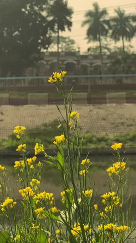 The mustard flower beautiful yellow beauty in the collector building #ScenicViews #ExploreRupida #TravelVibes #NatureLovers #turzo100 #TravelVibes #JashoreBeauty #TravelBangladesh #NatureLovers #JashoreBeauty #foryou #fpy 