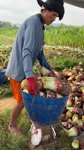 #ขวัญใจไร่เผือก #น้องเจนเผือกมันทั้งปี #เผือก #บ้านฉันทำเผือก #เกษตรกร #กาญจนบุรี 