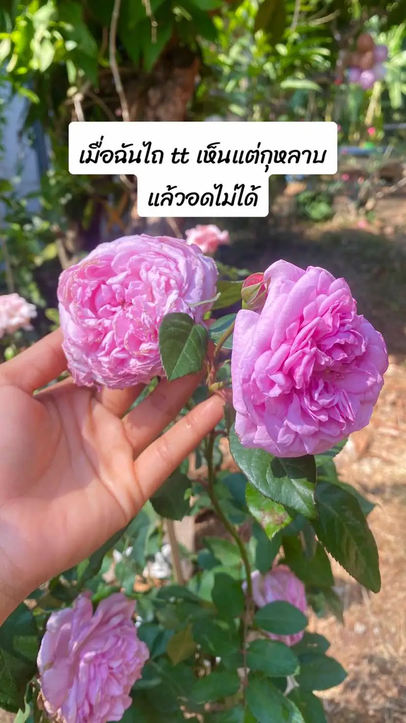 ปลูกกุหลาบครั้งแรก #ปลูกกุหลาบ #ปลูกกุหลาบครั้งแรก #กุหลาบ 