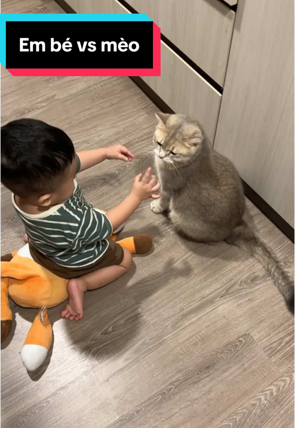 Nuôi em bé rất có hại cho mèo 😅😅🥹🥹 #mậtpetfamily #mậtpet #munkincat 