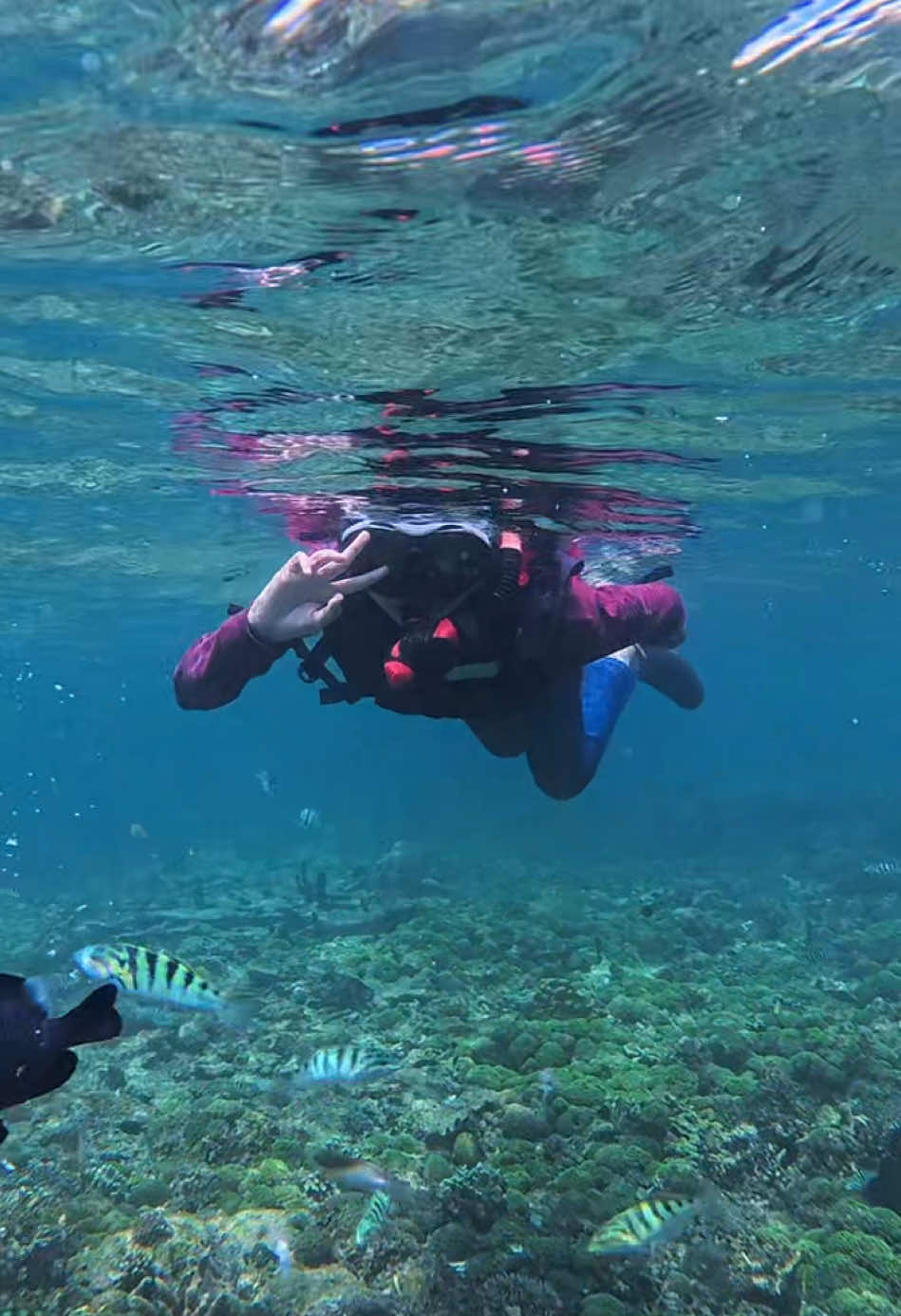 snorkeling yukk bareng @Pulau Segajah Wisata Bontang , terjamin fasilitas dan apaaaa??? dan sudah pasti mursidah (murah) dari yang lain yaaa 😋  #bontang_ku #kalimantantimur #snorkeling #tripmurahbontang #pulausegajah #karangpesilan #berasbasah  