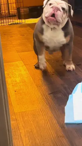 Angry Bulldog#dog#funny#funnyanimals#funnypets#animals #dogsofttiktok #pet #foryou #longervideos
