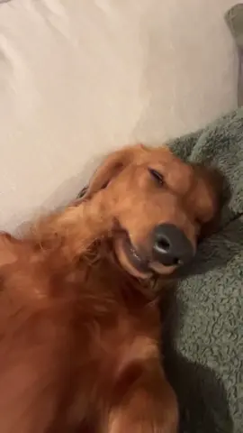 Sleepy dog #dog #funnyvideo #dogsoftiktok #fyp #pet 