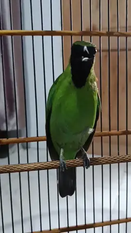 Cucak Ijo Golden Boy sedang bernyanyi 😁 #cucakijomania #cucakijoindonesia #cucakijonusantara #cucakijoprestasi #cucakijongentrok #cucakijohyper #cucakijojuara #kicaumania #kicaumanianusantara #kicaumaniaindonesia #kicauburung #hobiburung #burungberkicau #penikmatproses #fyppppppppppppppppppppppp 