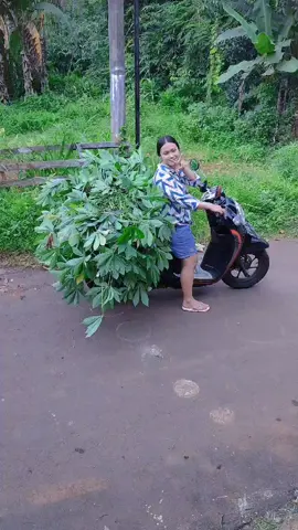 ngaret sek gaess...🤣