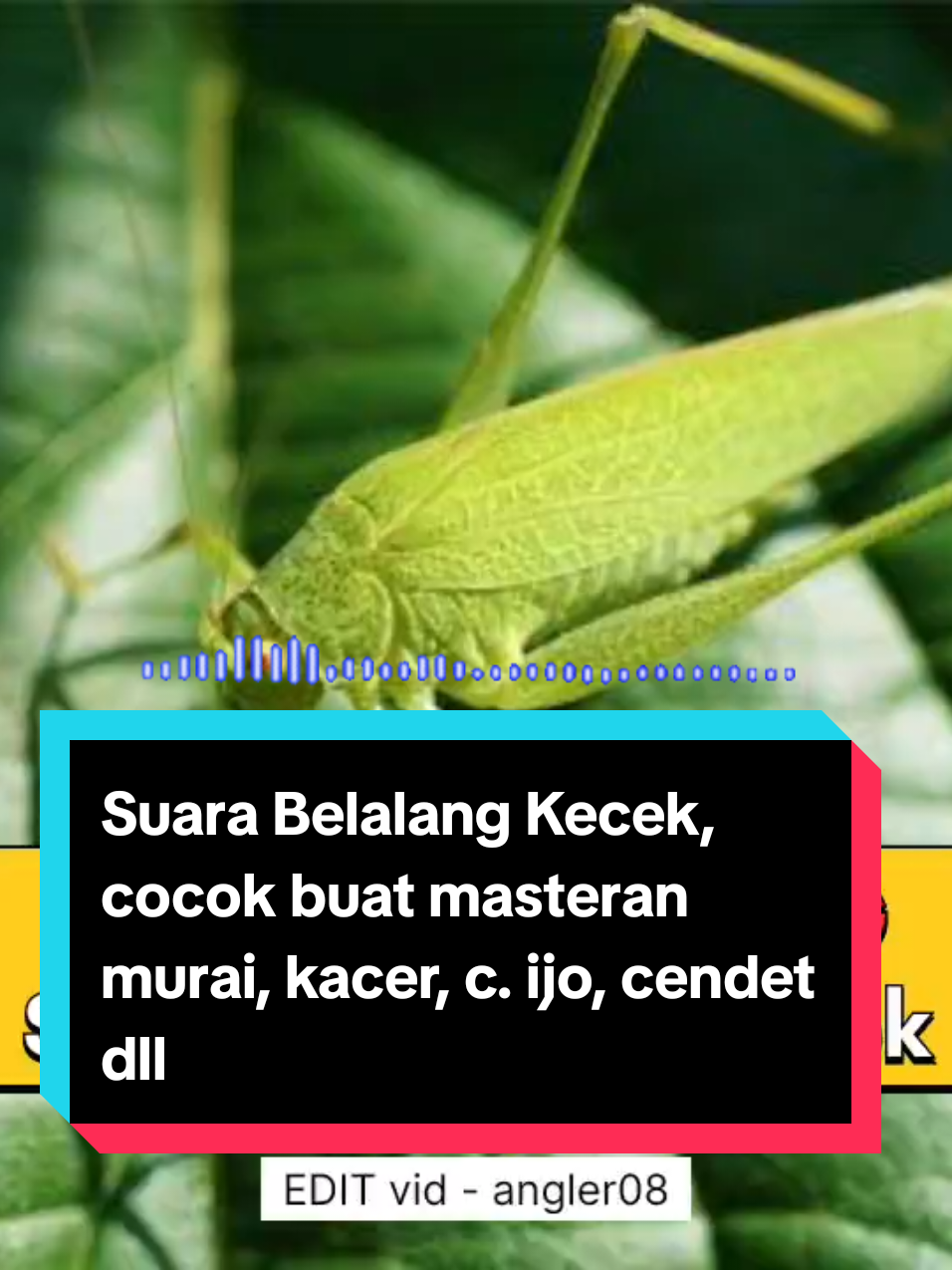 guru vocal murai, kacer, cucak ijo, cendet, sogon, konin dan lainlain  #masteranburung #masteranrolltembak #masteranburungjuara #masteranmuraibatu #masterancucakijo #masteransogon #masterankonin #masterankacer #masteranburungmaterimewah #masteranburungfullmateri #masteranburungfulltembakan #kicaumania #fyp #masteranfullmateri #masteranpelatuk #masterancendet #masteranpleci #masterantengkekbuto #masterankenari #masterankenarirusia #masterancigun #masteransikatanlondo #masterantembakankasar #masteranburunganis #masterancililin #burungmasteran #belalangkecek #masteranbelalang #belalang 