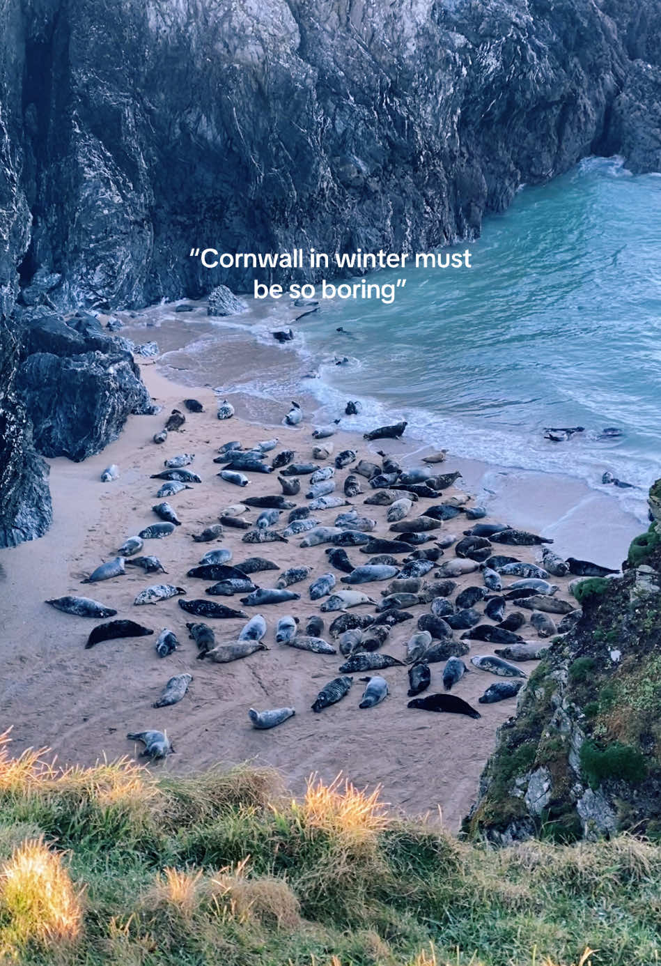 I could watch the seals all day 🦭 #cornwalllife #cornwall #cornwalltiktok #cornwallcoast #visitcornwall #cornwallbeach #sealife #seal 