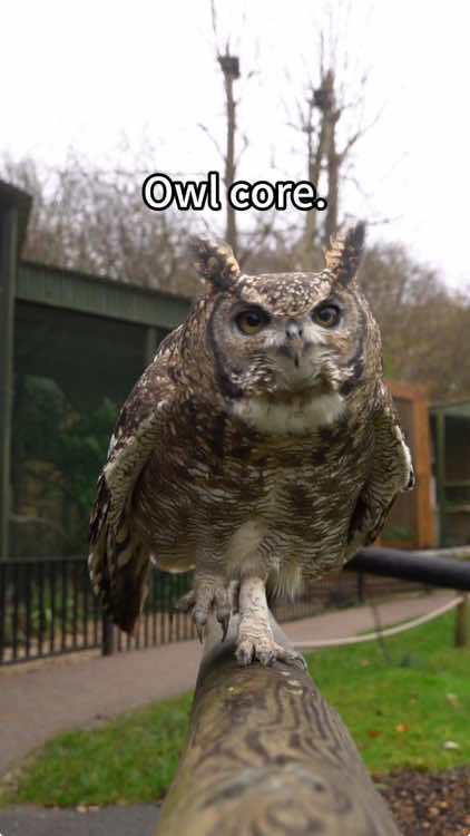 Owl core😂🤣#owl #owlhouse #owls #owlsoftiktok #owllove #parrot