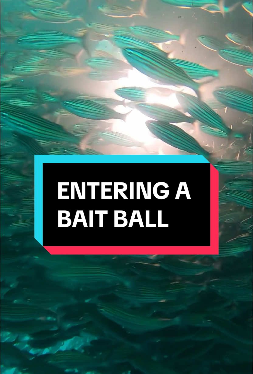 The reason we say don’t enter the bait balls is because the predators eating it can’t see you if you are inside. Marlin will zoom in and they have a sword for a face, sharks are wizzing in to grab a snack and of course, there’s always a whale waiting to guzzle it up. The actions in this video are performed by trained scuba dans 🤿 