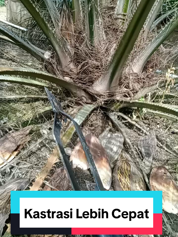 Dodos Khusus Kastrasi Kelapa Sawit TBM.untuk membuang bunga dompet dan buah kelapa sawit #dodoskastrasi #dodoskastrasisawit #dodoskastrasikelapasawittbm #fyp #dodoskhususkastrasi 