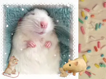 🐁 . . ｡𖦹°‧ | #fy #viral_video #fyp #mice #rat #animal #cutie #edit #fx #kawaii #moodboard 