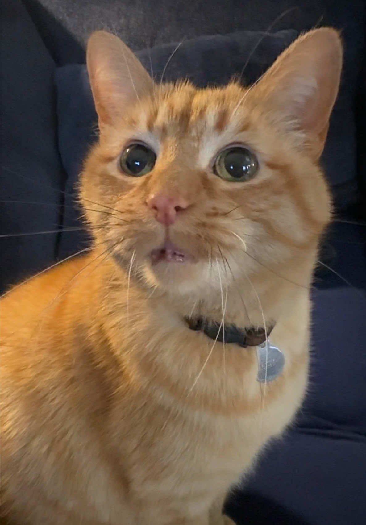 Absolutely surreal week. Thank you. #orangecatsoftiktok #catsoftiktok #orangecat #savetiktok #catmom #butterstheorangie #tiktokban #tiktokbanned 