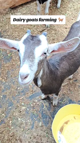 Crossbreeding goats offers several significant advantages for farmers: *Increased Milk Production:   Combining breeds with strong milking traits can lead to offspring with higher milk yields.  This translates to increased income for farmers. *Enhanced Hardiness: Crossing breeds adapted to different environments can result in offspring with greater resistance to diseases, parasites, and harsh weather conditions.  This improves survival rates and reduces losses for farmers. *Improved Disease Resistance: Crossbreeding can introduce genetic diversity, potentially increasing resistance to common goat diseases.  This can lead to healthier herds and reduced veterinary costs. *Faster Growth Rates:   Crossing breeds known for fast growth can produce offspring that reach market weight more quickly.  This can improve profitability for meat goat producers. *Improved Meat Quality:  Combining breeds with desirable meat qualities can result in offspring with better meat flavor, tenderness, and leanness. *Increased Fertility:       Crossbreeding can sometimes improve fertility rates in goats, leading to more kids per breeding season. #goat🐐 #dairygoats #breeder #tanzaniatiktok #ugandanstiktok #kenyantiktok🇰🇪 #fyp 