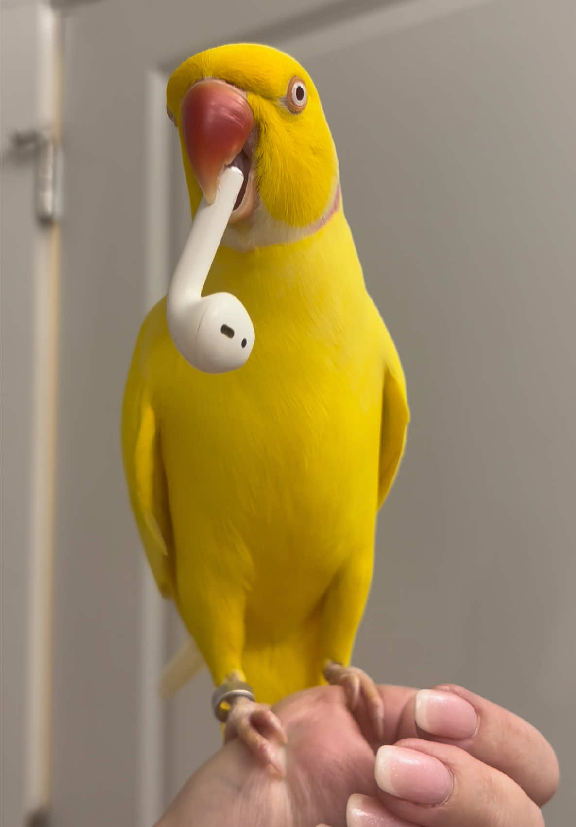 STEALIN AIRPODZ LIKE I’M STEALIN HEARTZ ON 2DAYZ EPISODE OF ~SEXII SATURDAY~ 🔥☕️🥵☀️🌶️ #TeamTwinkie #CeleBIRDY #PamperedParrot #bird #parrot #birdtok #parrottok #birdsoftiktok #parrotsoftiktok #indianringneck #ringneckparrot #irn #birb #cute #banana #yellow #weekend #saturday #airpod 