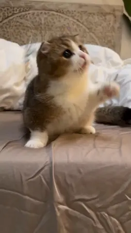 #catslovers #cute #catsoftheday #ishowcat #catlife #kitty #meaw #babycat #fly 