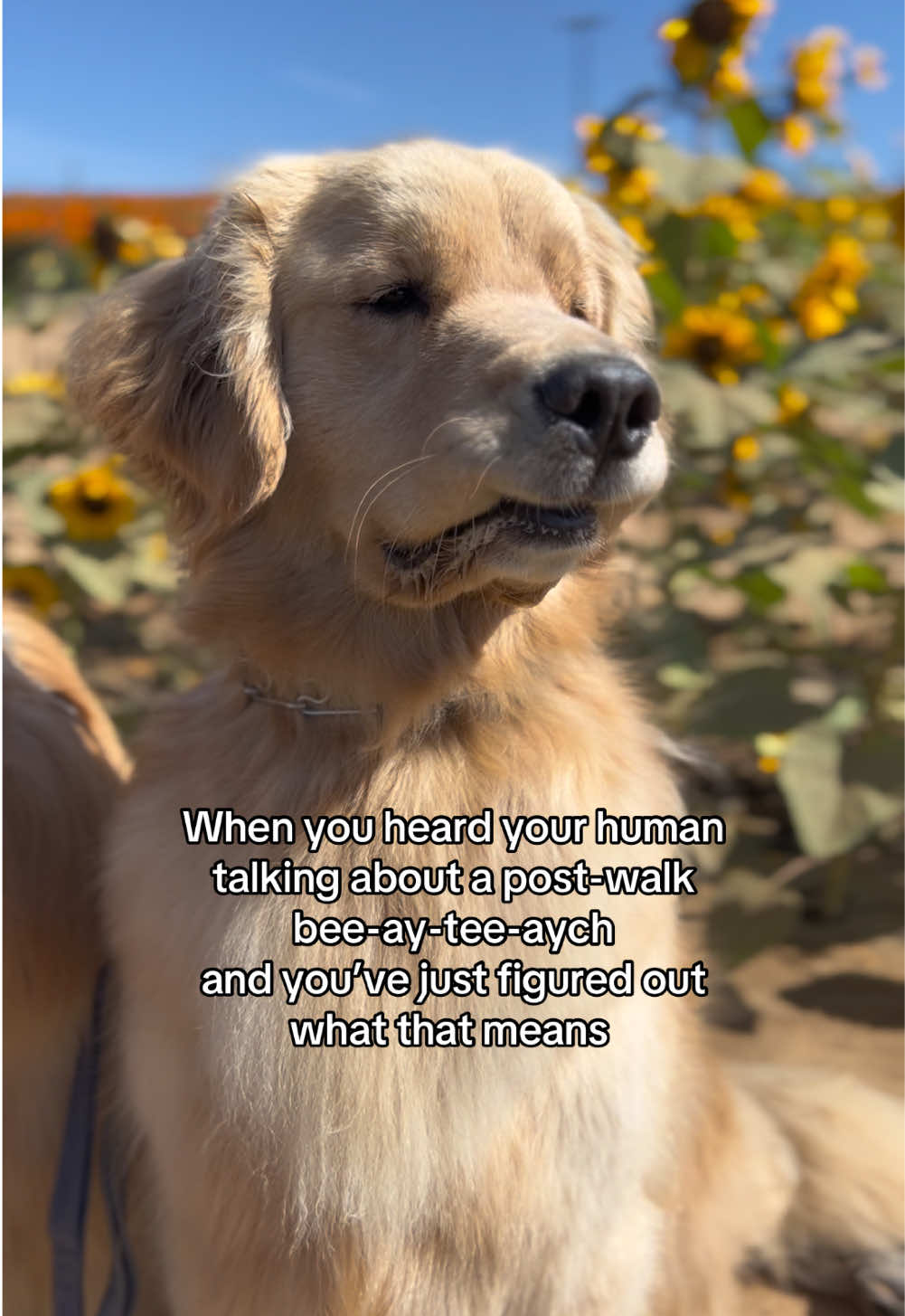 Things were going so well until… 😥 #dogsoftiktok #goldenretriever #fyp 