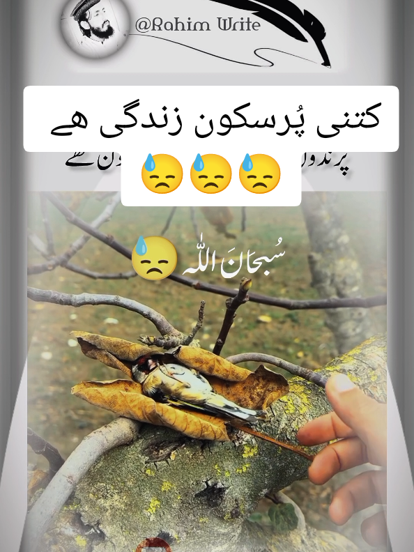 کتنی پُرسکون زندگی ھے  #rahimwrite #viral #trending #tiktok #CapCut #positivemindset #success #successmindsets #MotivationalMoments 