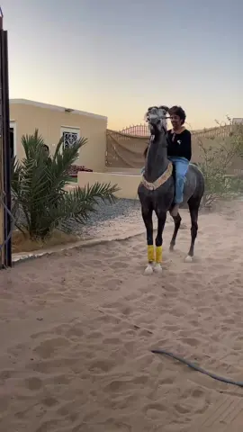 #خيل_وخياله🐎 