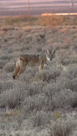 Using FOXPRO’s FoxFusion you can play two sounds at once. This coyote couldn’t resist the sound of teo different rabbits playing simultaneously. #foxpro #coyote #hunting #coyotehunting #weliveforthis  Alt Description: A coyote comes to the FOXPRO X360. 