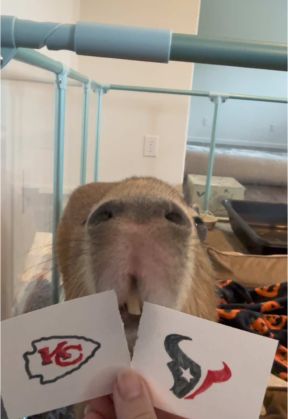 Cheesecake the capybara and Stevie the sheltie make their NFL playoff predictions! 🏈 Do you think they picked correctly? 👀 PS - yes, they’re edible! #capybara #capybaras #capybarasofinstagram #nfl #nflfootball #NFLPlayoffs #football #texans #chiefs #houstontexans #kansascitychiefs #detroitlions #washingtoncommanders 