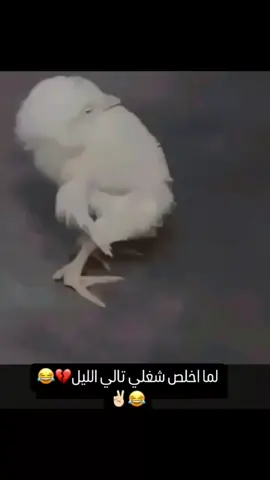 الضهر الضهر الضهر😂🤕🐥 #اه_يالركب_اه_يالمفاصل😅 #شغل #بثار_الاثد #سوريا #الشعب_السوري_ماله_حل😂😂😂 #سوريا_حره #سوريا🇸🇾 #for #كلاسين_بشار #viral_video #viralvideos #🐥 