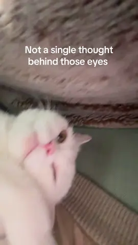 Absolutely unphased 