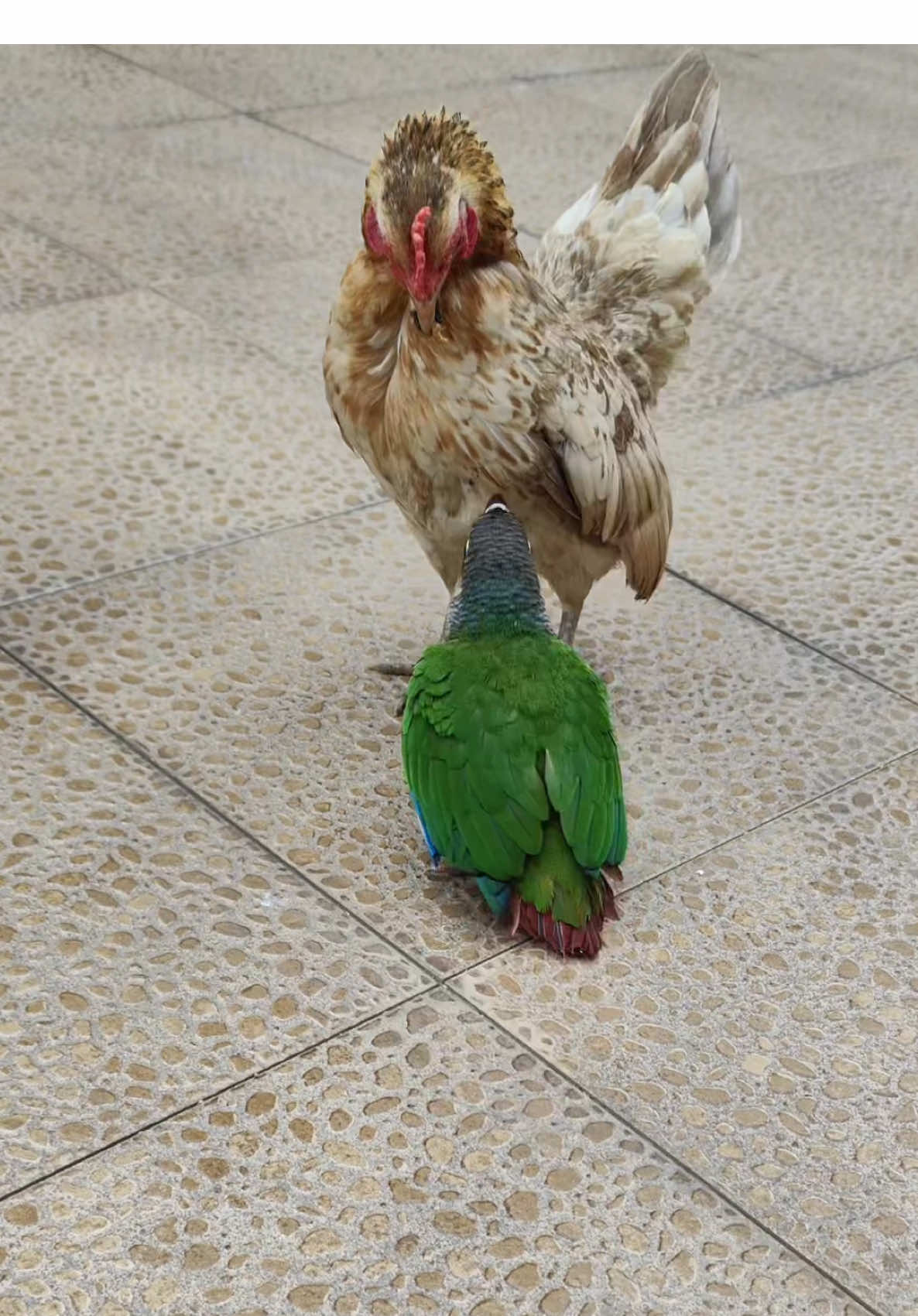 Chick #birds #parrot #birdlife #birdwatching 