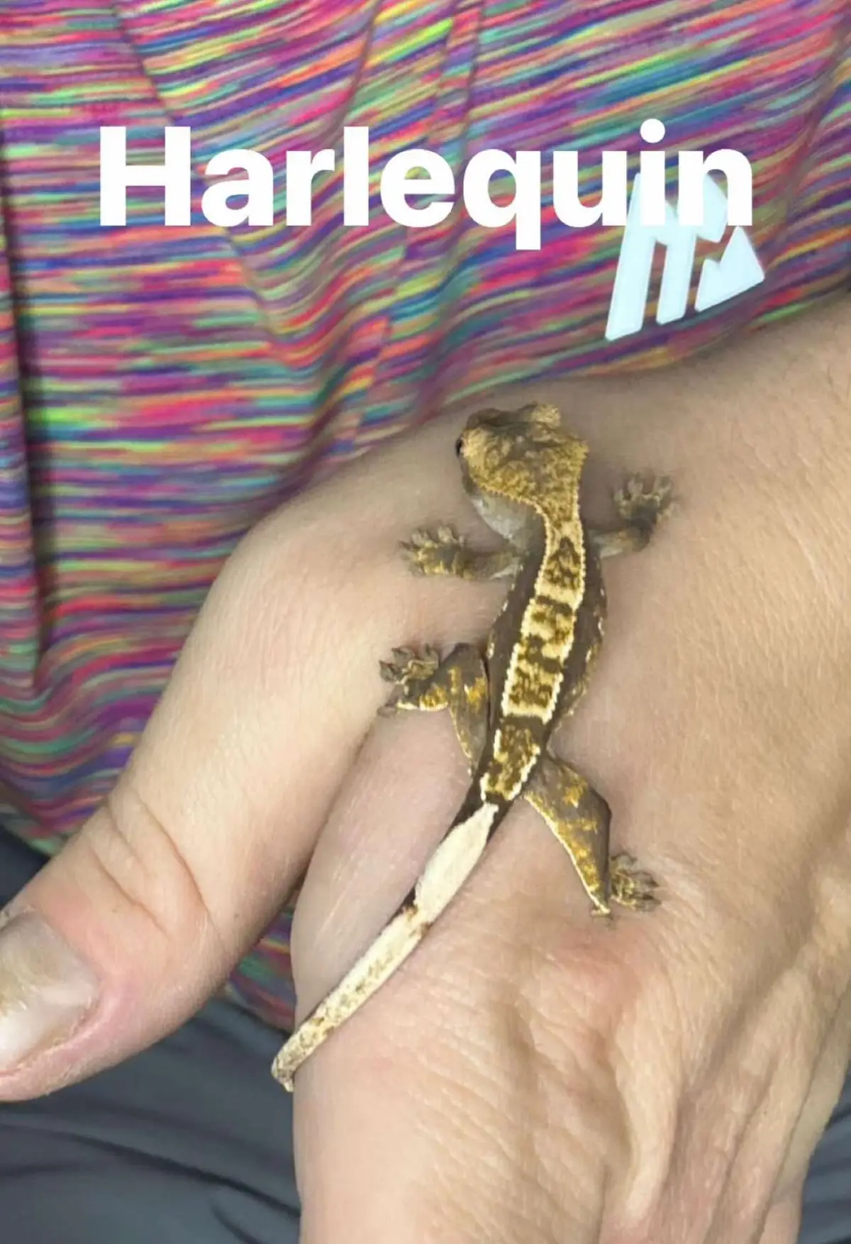 Some beautiful different morphs 👀 for there 🏠 in 2 weeks #follow #exsotic #reptiles #fyp #tiktok #foryou #capcut #fortiktok #animals #Love #crestedgecko #crestedgeckosoftiktok #beardeddragon #beardeddragonsoftiktok #babys #beardeddragons #PCW @partycentralwildlife 
