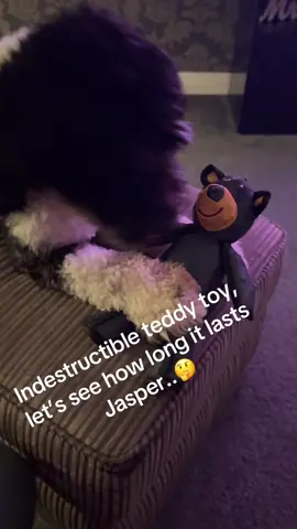 Indestructible teddy dog toy let’s see how long it lasts @Fabluarant #dogtoy #indestructibledogtoy 