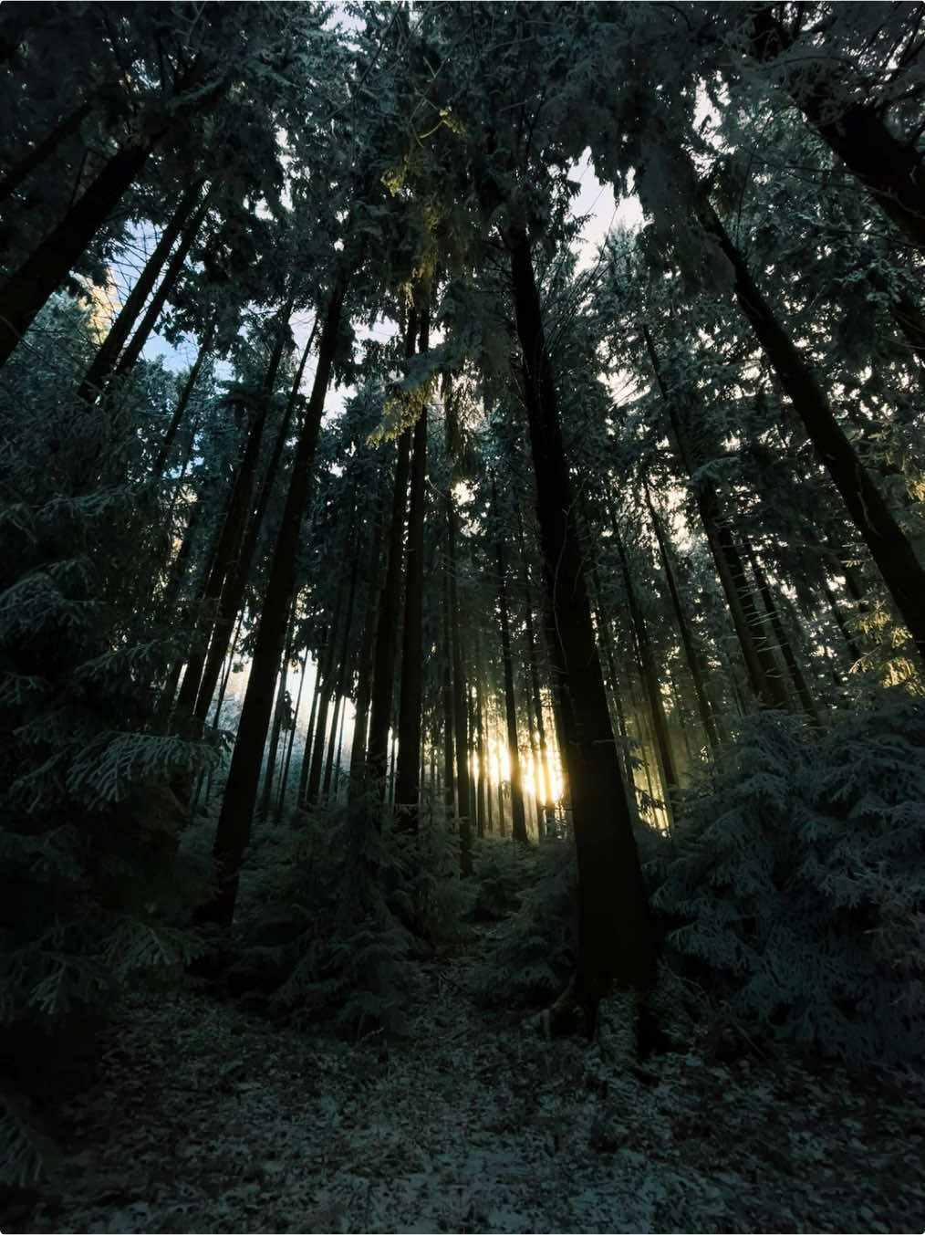 when the forest looks like another universe🏞️ #nature #real #dream #views #free #fyp #viral #sunset #summervibes #sonnenuntergang #Summer #warmersommer #hike #alps #mountains #scenery #mountain #explore #gorpcore #Hiking 