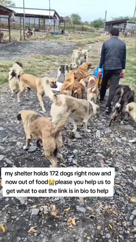 this has been our last food today and right now we are totally out of food on the shelter. please friends am humbly and kindly requesting on your help so that I can buy them food today please  #animal #rescue #donate #dogsofinstagram #doglover #dogs #food #vegan #support #animalovers#rescueanimals #fypviral #foryoupageofficiall #socaldogs #usadogsrescue #adoptdontshop #rescuedog #usadog #adoptables #foryoupage #usadogsoftiktok #shelterdog #fypviral #rescueanimals #fypviral #foryoupageofficiall #adopted #usa #usa #fyp #usa #adopted #foryou #foryoupage #foryoupage #foryoupage #adoptables #usadogsoftiktok #shelterdog #fypシviral #fypviral #foryoupageofficiall #shelterdog #usadogsoftiktok #fypviral #rescueanimals #fypviral #foryoupageofficiall #socaldogs #usadogsrescue #adoptdontshop #rescuedog #usadog #adoptables #foryoupage #usadogsoftiktok #shelterdog #fypviral