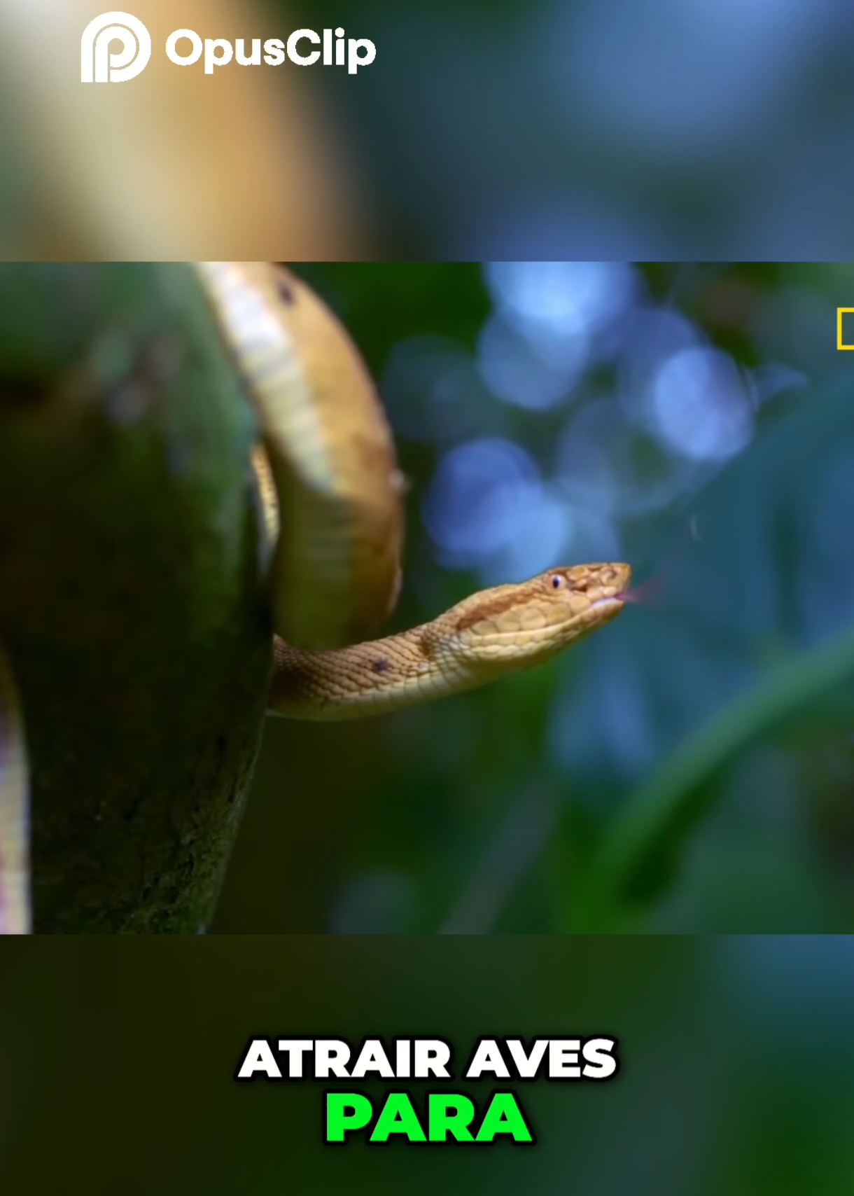 ilha das cobras com drone, ilha queimada grande, infestada de cobras venenosas  #cobras #ilha #ilhamaisperigosadomundo #litroralsp #creatorsearchinsights #jararacailhoa #ilhadascobras #queimadagrandebrasil 