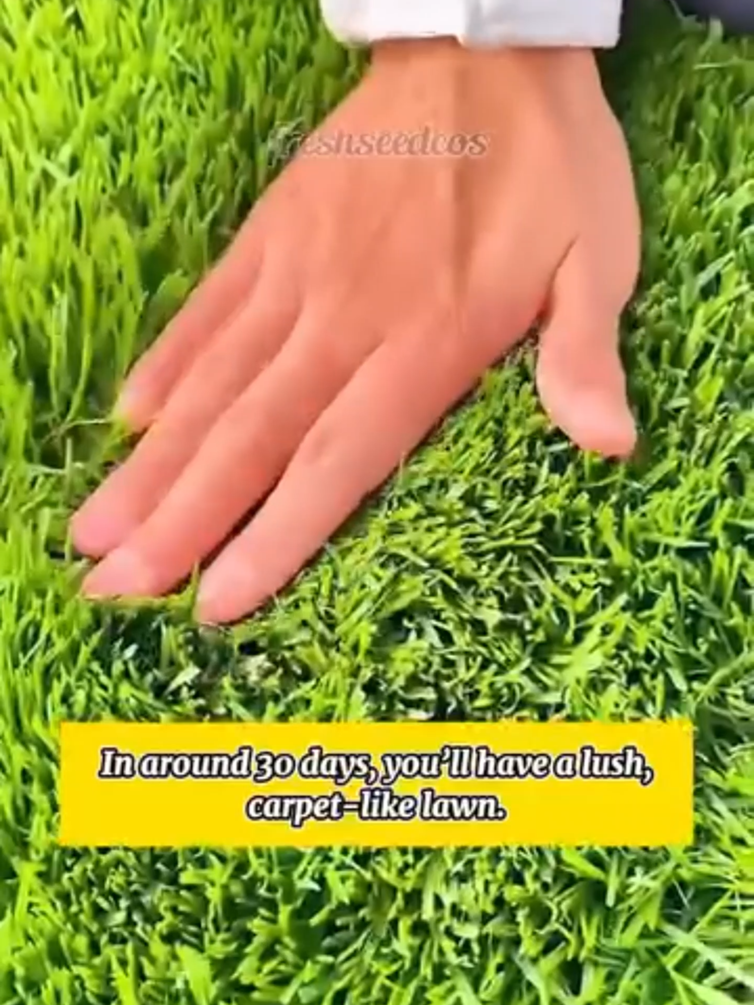 Four Seasons Evergreen Grass Seeds