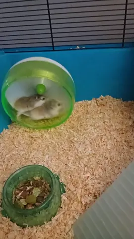 mosh pit hamsters 🤣 #dwarfhamsters #wheelrunning 