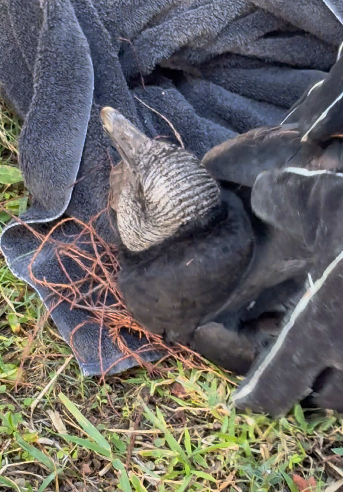 UPDATE: Thank you @South Florida Wildlife Center for rescuing this Black Vulture. Hope it makes a full recovery. #vulture #rescue #bird #animalrescue #wildlife #injured 