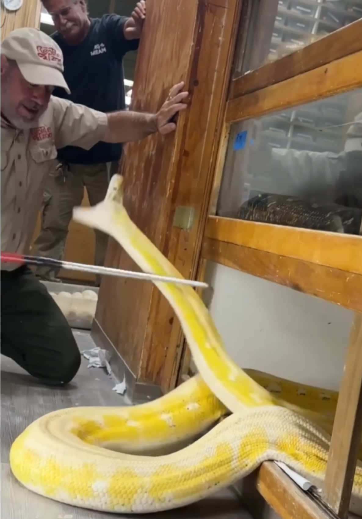She’s usually sweet I promise😅 This is what we call a very angry momma snake😳 Snake babies are actually on their own once they hatch but until then the momma snake will do everything It can to protect them as any good momma would 🙌 Just goes to show the lengths momma’s will go for their babies🥰 