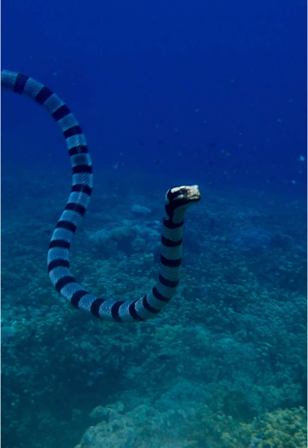 So majestic #snake #venomoussnake #seakrait #paditv 